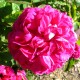 Eau florale de roses de Damas 200ml