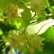 Eau florale Tilleul des Baronnies Tilia cordota 200ml