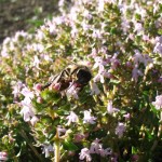 fleur de thym+abeille